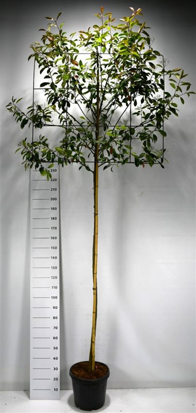 Glansmispel – Photinia fraseri 'Red Robin' - C30 200 cm. Stam leivorm